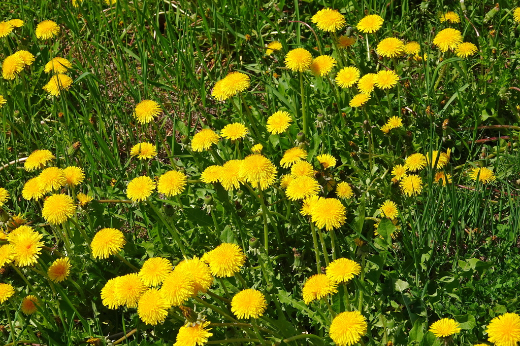 Yellow dandelion flowers in grass