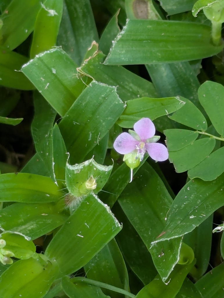 Doveweed flower and glossy leaves among St. Augustine grass