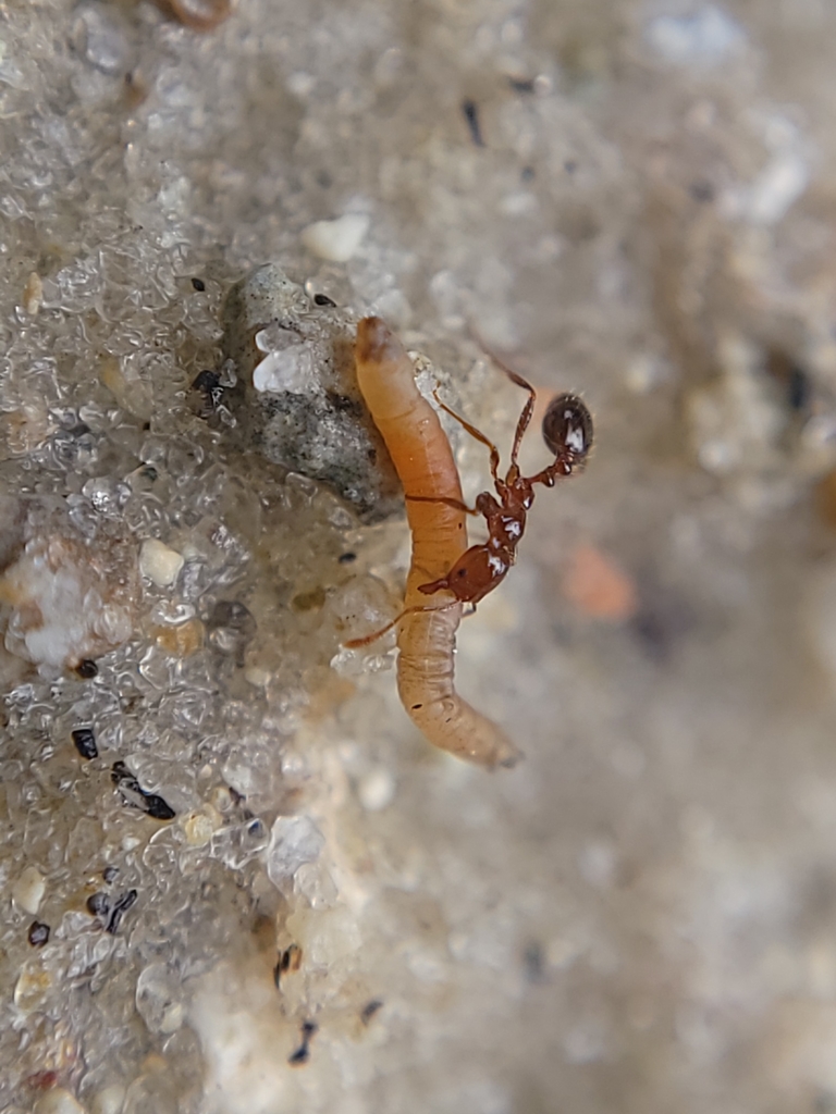 Red imported fire ants
