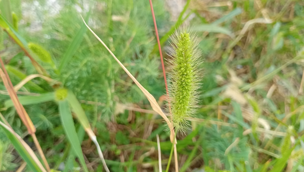 Green foxtail seed head