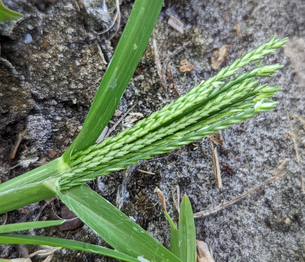 Goosegrass with finger-like seed heads