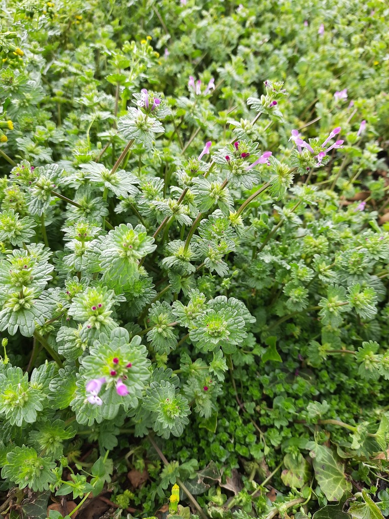 Henbit growing in a flowering patch