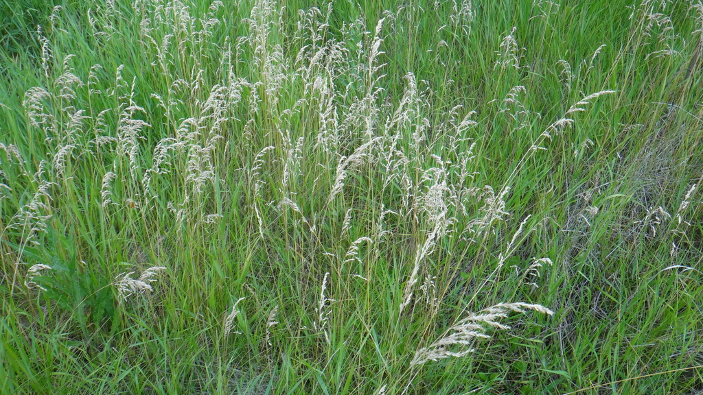 Kentucky bluegrass blades and seed heads