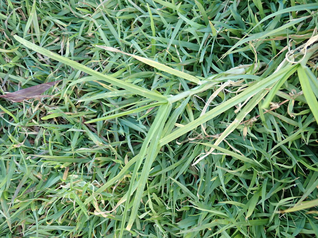 Kikuyugrass blades and runners