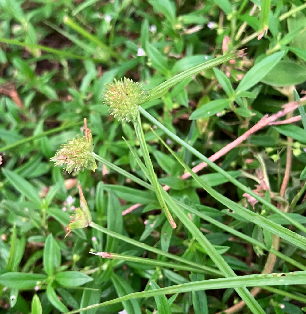 Kyllinga with round green seed heads in lawn grass