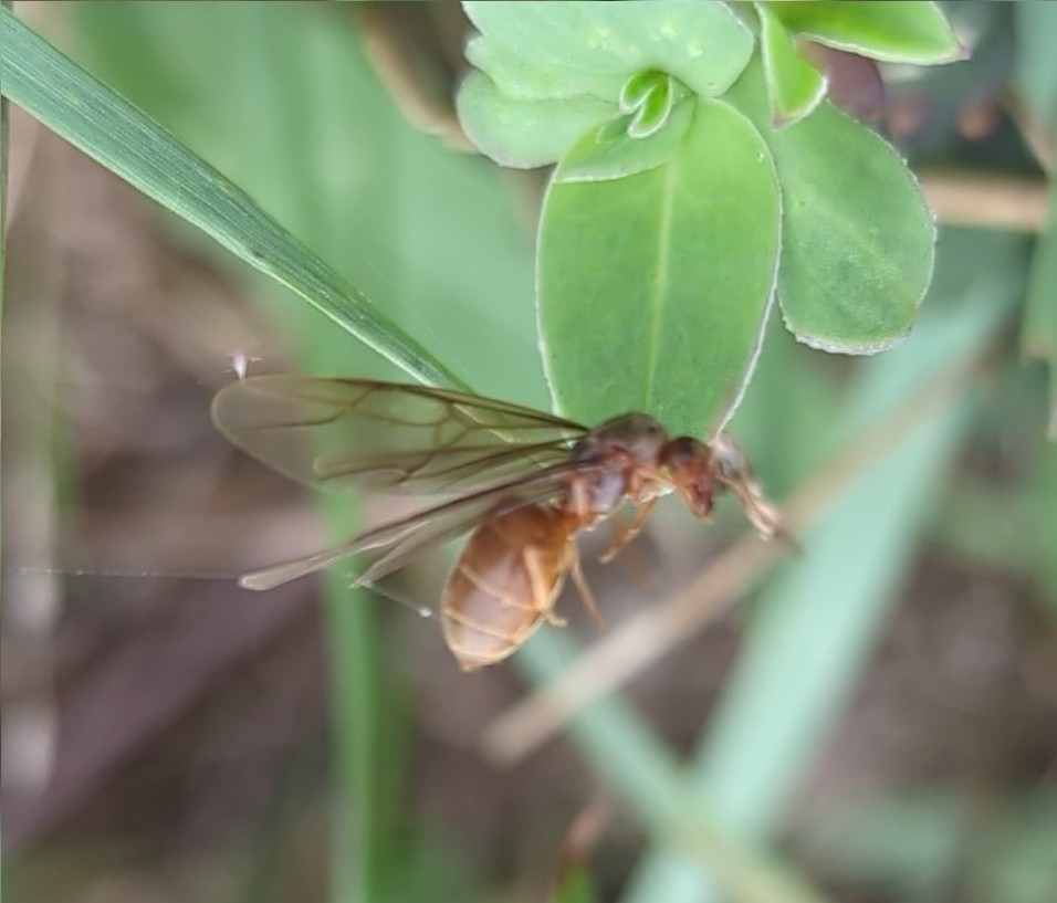 Winged lawn ant on a plant