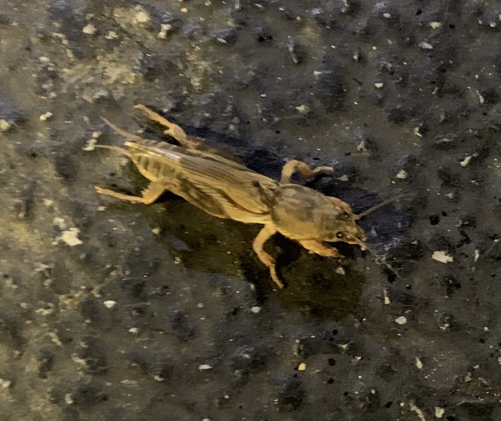 Tawny mole cricket with broad front legs