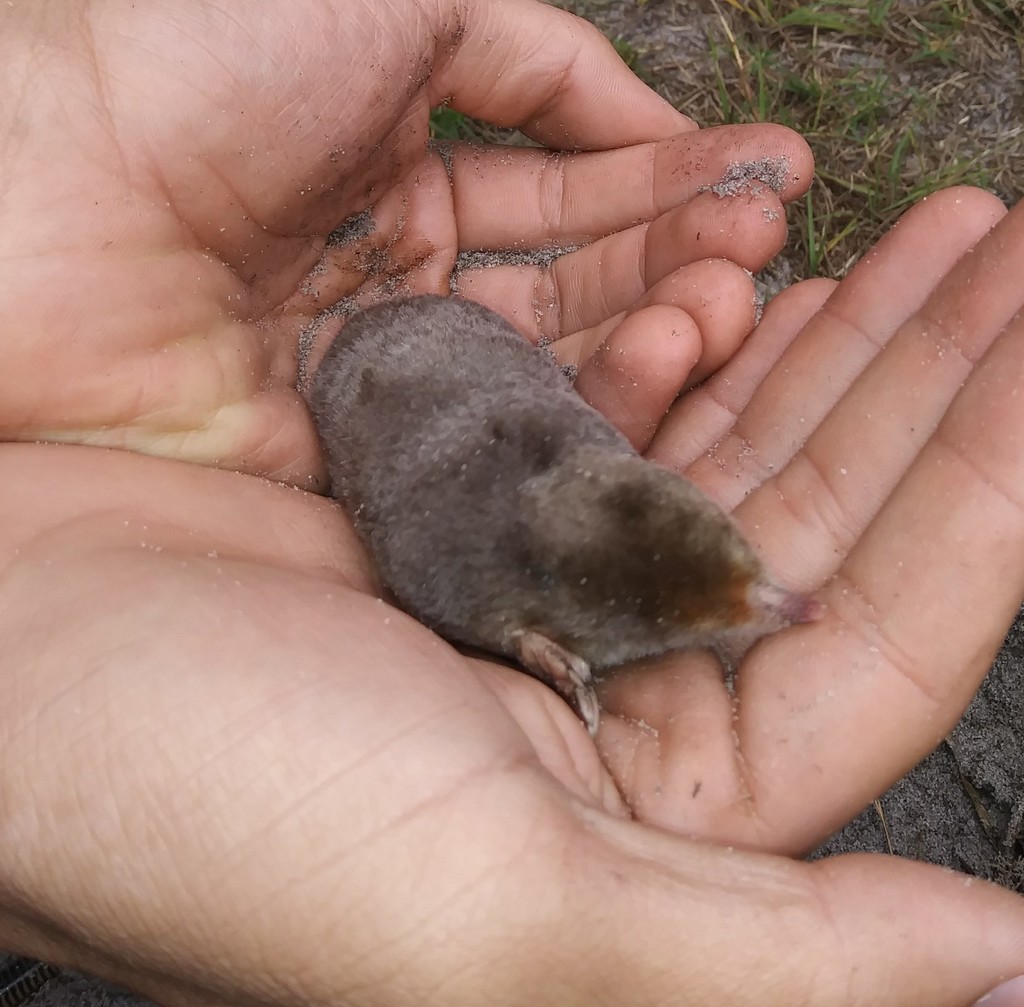 Eastern mole with broad front paws