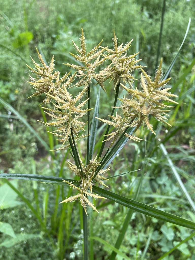 Yellow nutsedge leaves and seed heads