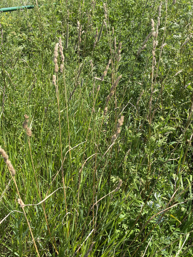 Orchardgrass with clustered seed heads