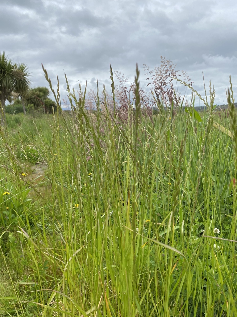 Perennial ryegrass with upright seed heads
