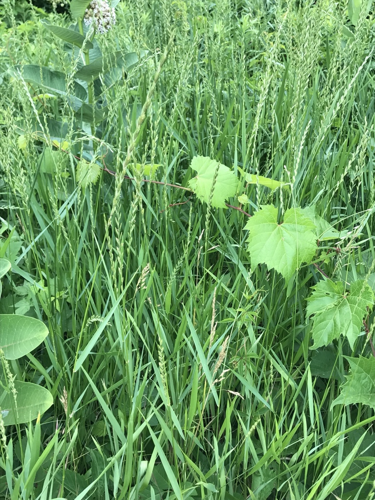 Quackgrass blades and seed heads