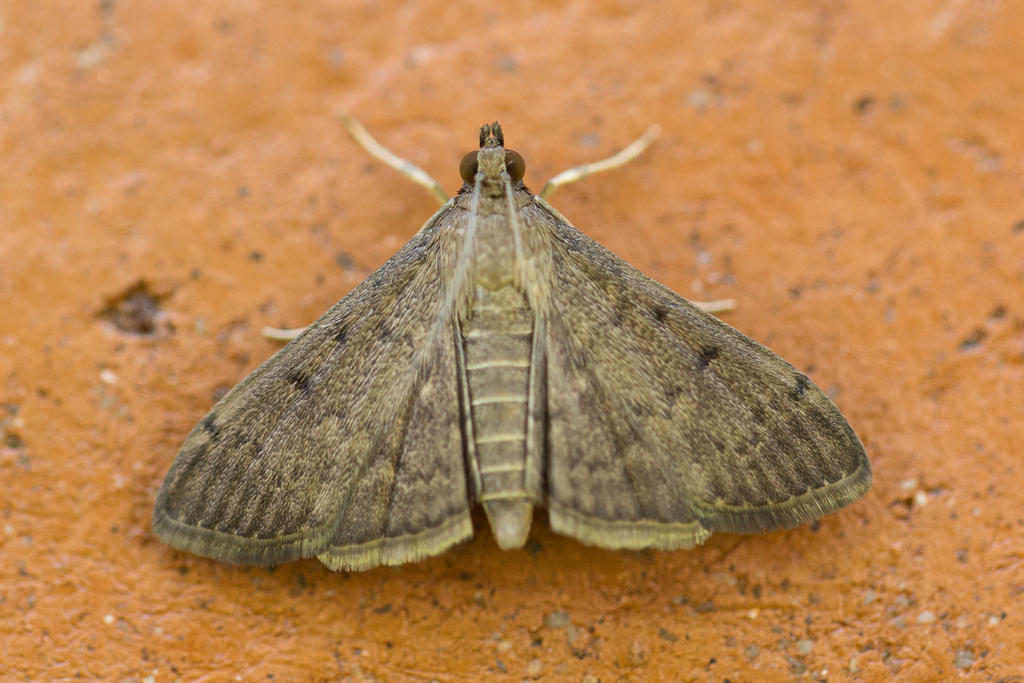 Adult tropical sod webworm moth