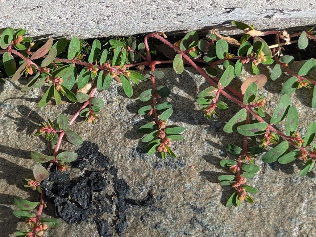 Spotted spurge spreading along the ground