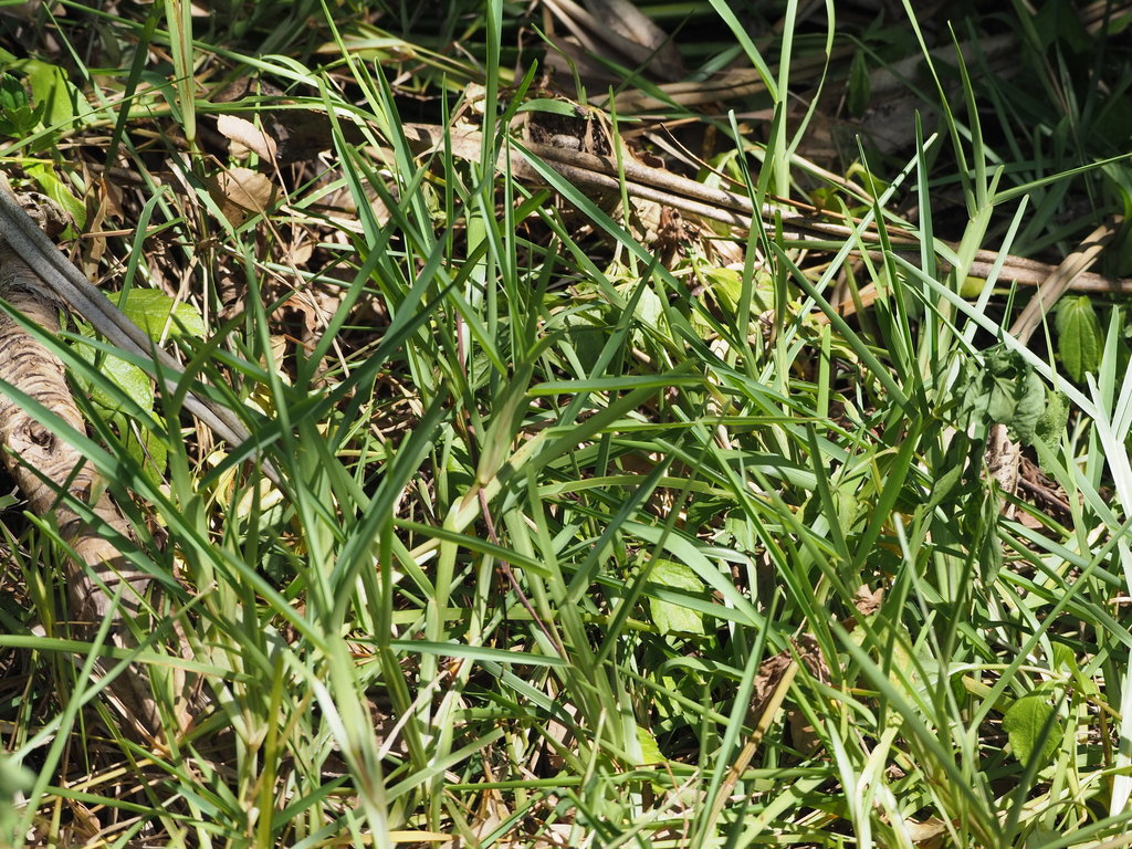 St. Augustinegrass blades and runners