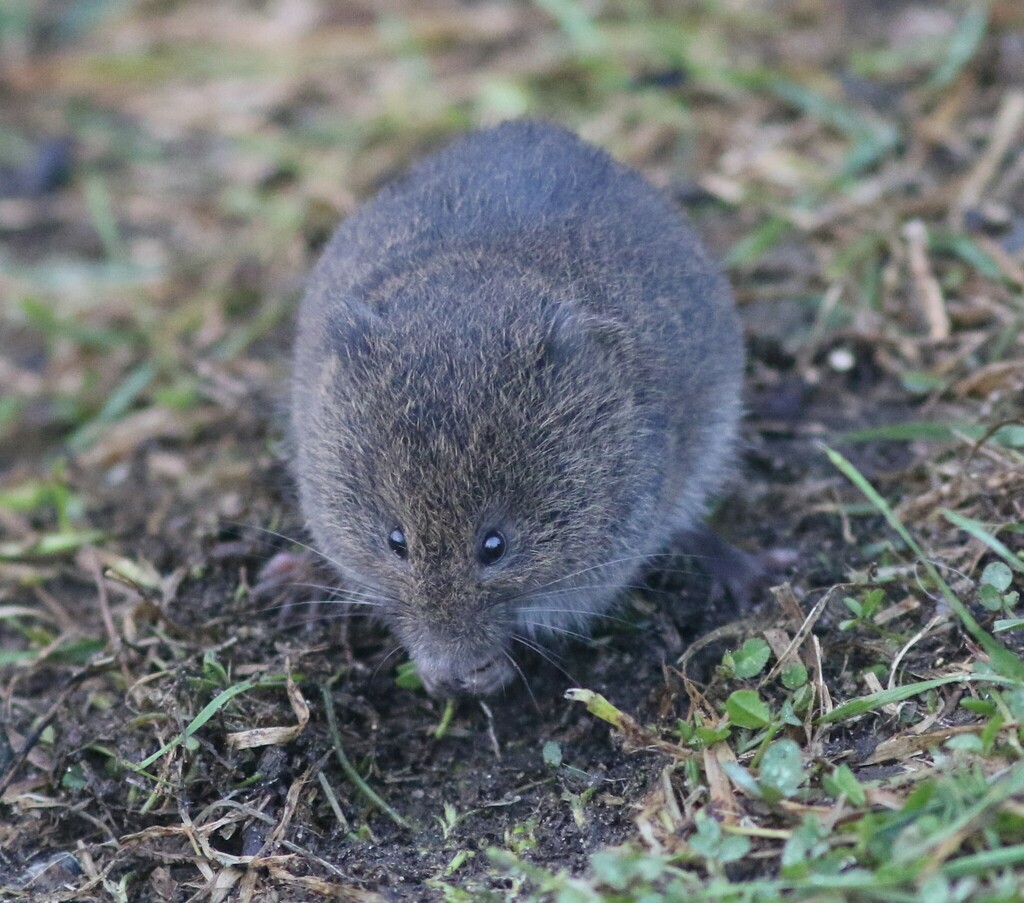 Meadow vole on the ground