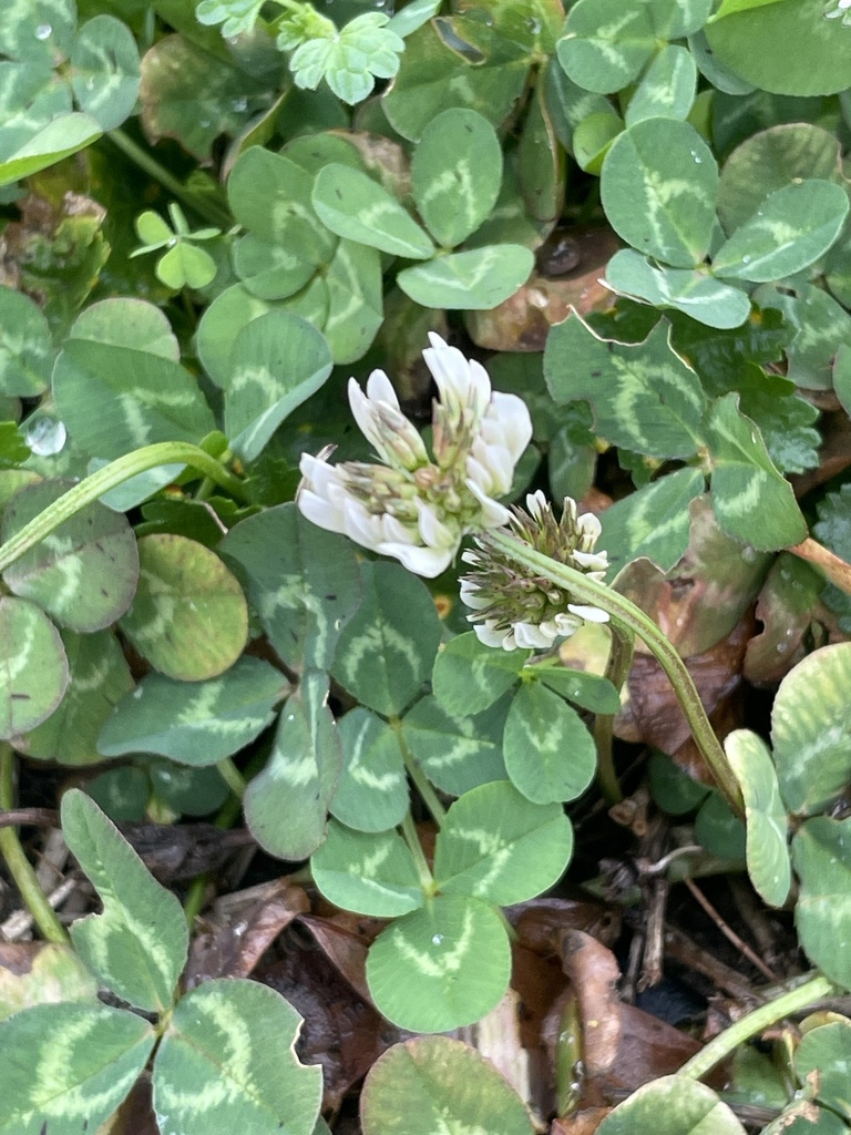 White clover leaves and flowers
