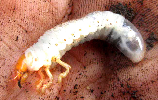 White beetle grub with a brown head