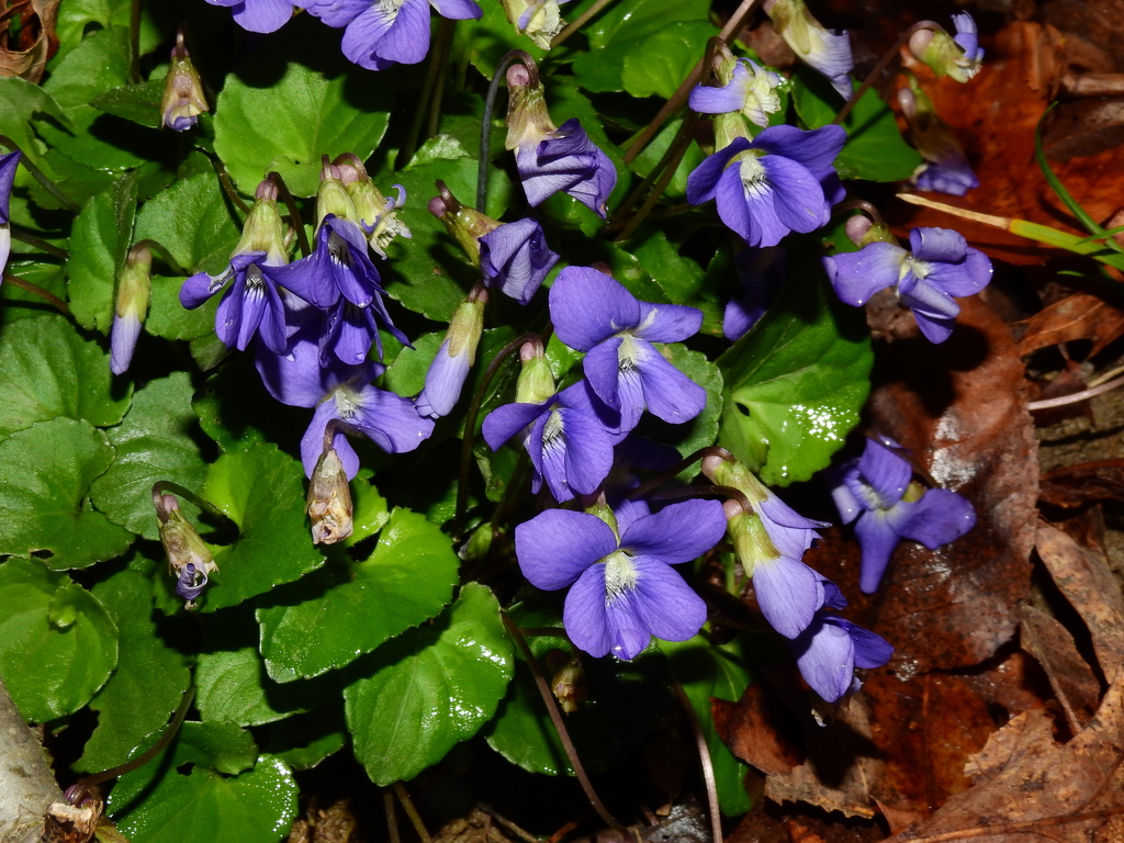 Wild violet leaves and purple flowers