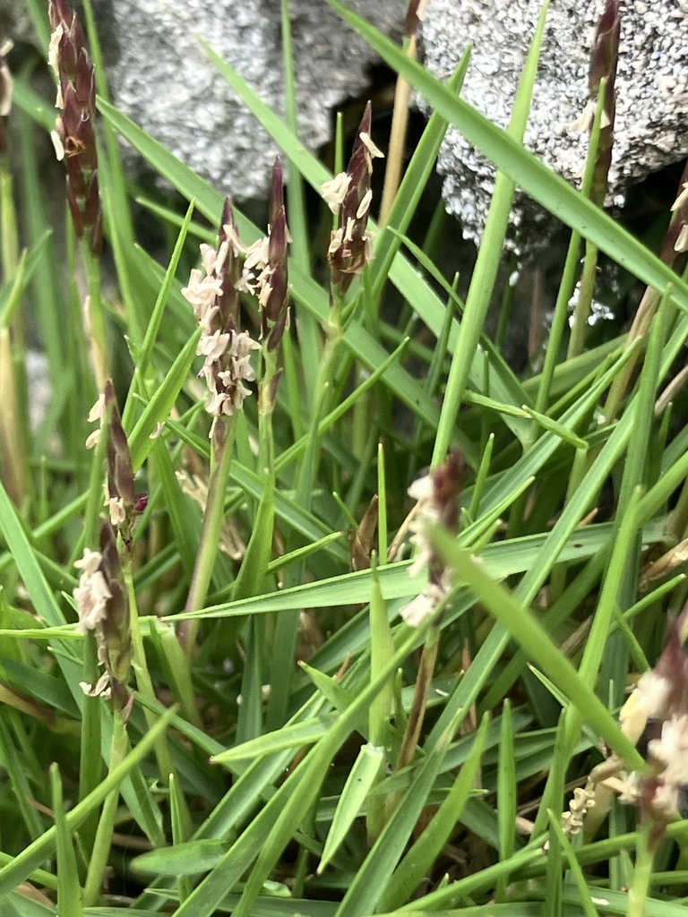 Zoysia matrella blades and seed heads