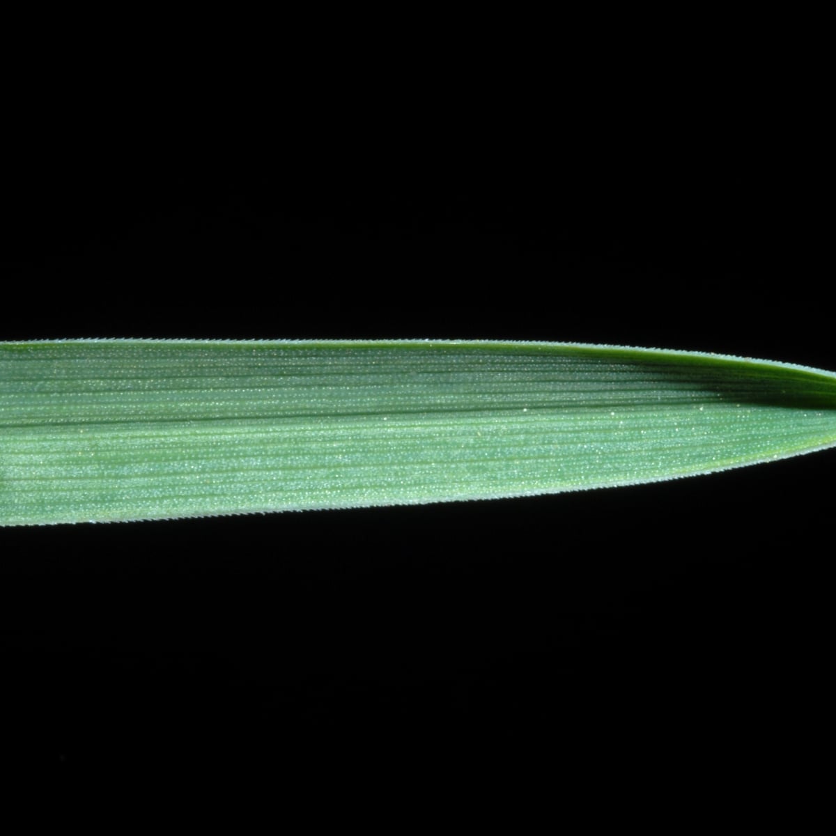 Photo by Douglas Goldman on Wikimedia Commons (CC BY-SA 4.0) Kentucky Bluegrass grass, Boat-shaped blade tip, the ID feature
