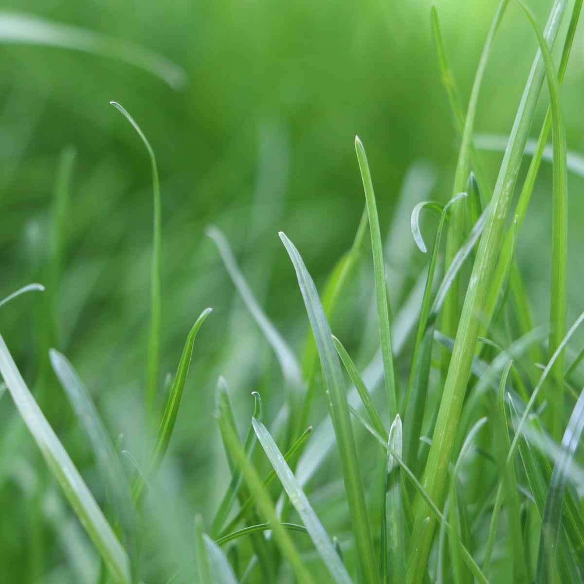 Photo by Pilot138-17 on Wikimedia Commons (CC BY-SA 4.0) What Kentucky Bluegrass looks like, a close-up of the grass blades