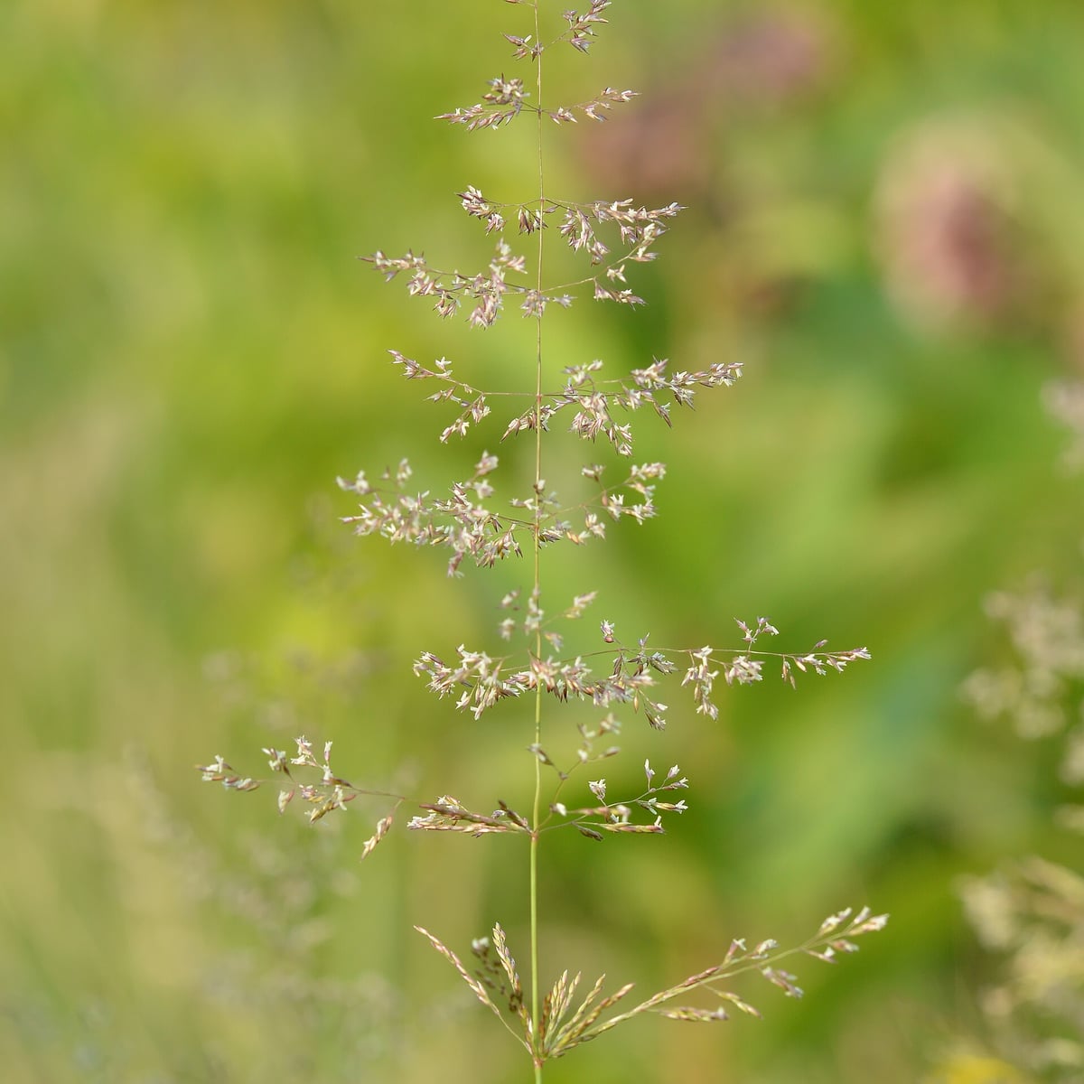 Photo by Ryan Hodnett on Wikimedia Commons (CC BY-SA 4.0) Kentucky Bluegrass grass, Seed head, open panicle