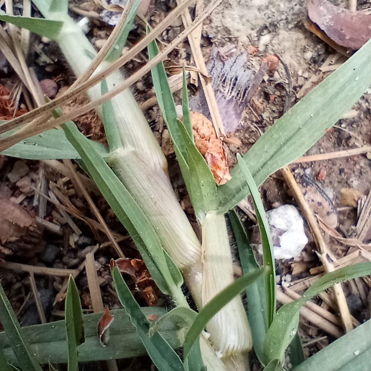 Photo by Michele Jones on iNaturalist (CC BY 4.0) Kikuyugrass grass, Thick stem wrapped in overlapping pale sheaths