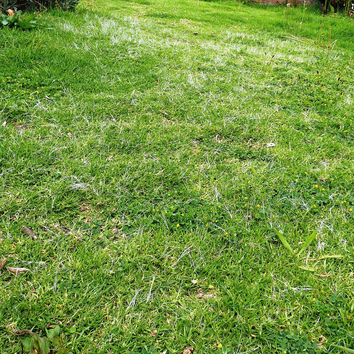 Reference photo of Kikuyugrass, Established lawn in flower