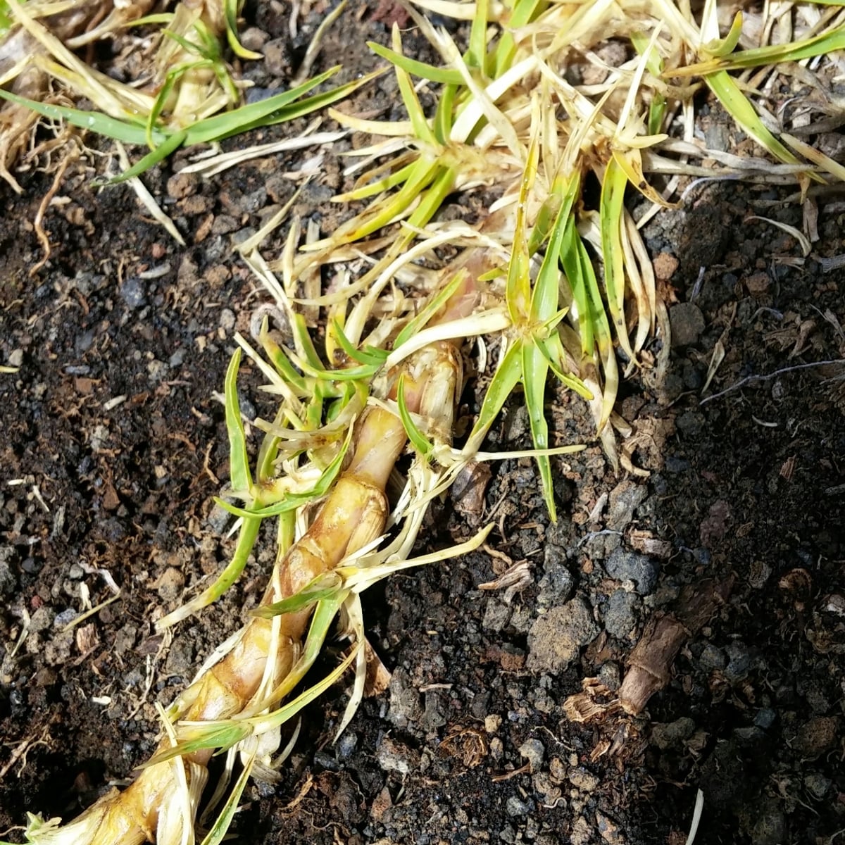 Photo by Riley Pollom on iNaturalist (CC BY 4.0) Kikuyugrass grass, Stolon, thick, fleshy runners over bare soil