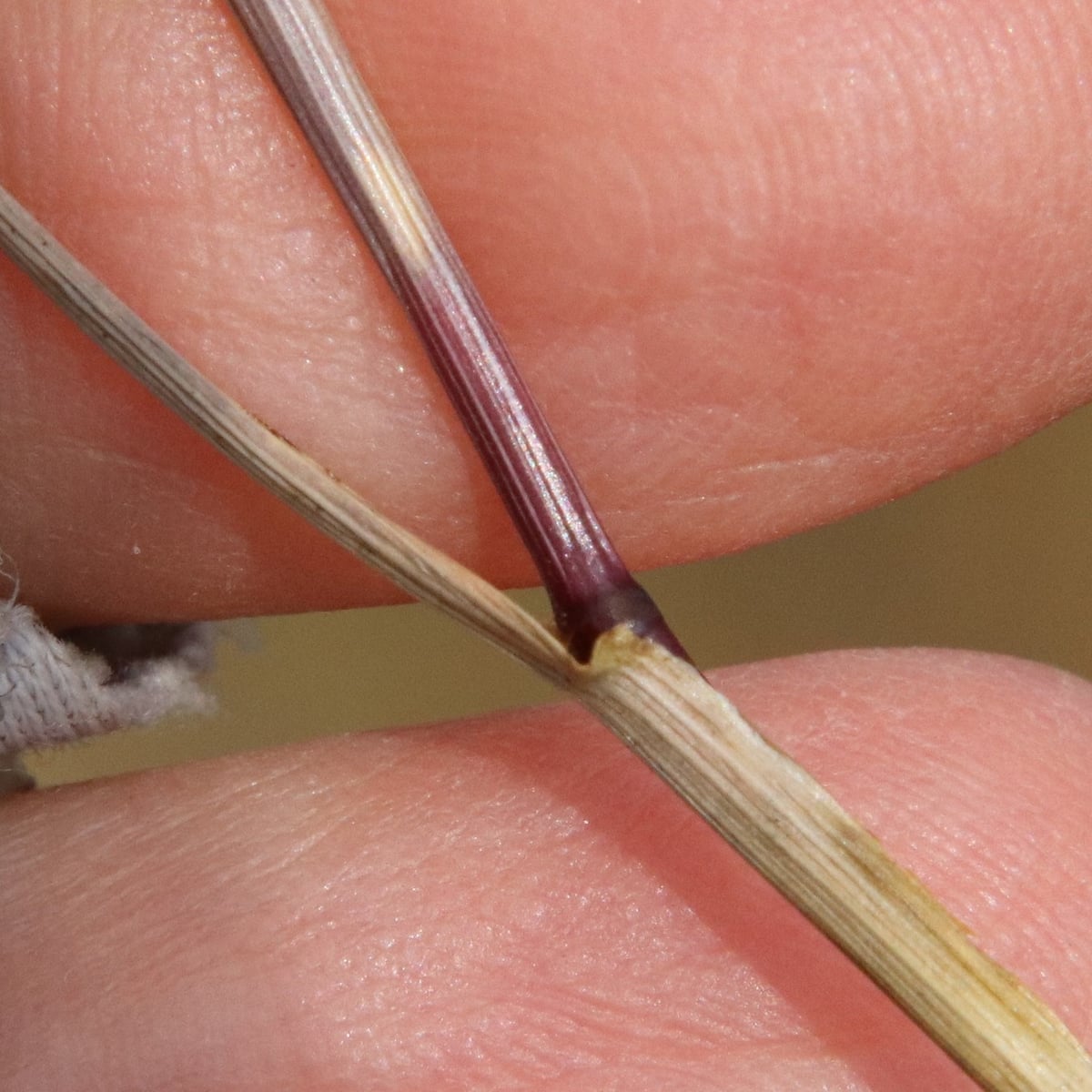 Photo by Millie Basden on iNaturalist (CC BY 4.0) Perennial Ryegrass grass, Red-purple leaf sheath at the base of the shoot