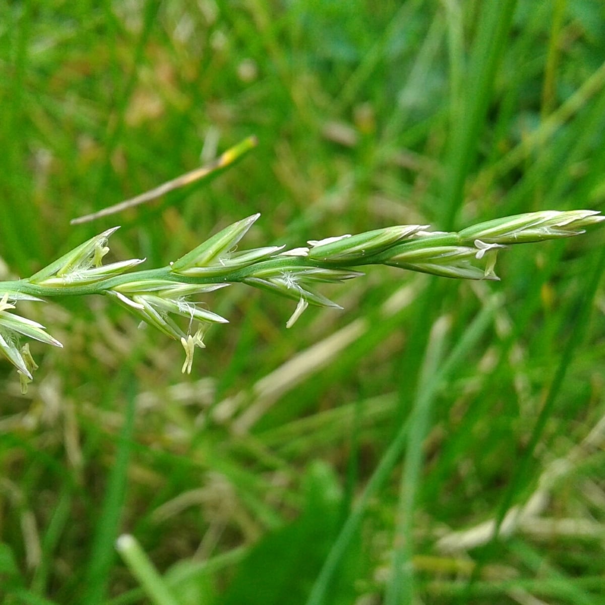 Photo by Quinten Wiegersma on iNaturalist (CC BY 4.0) Perennial Ryegrass grass, Seed head, flattened spike