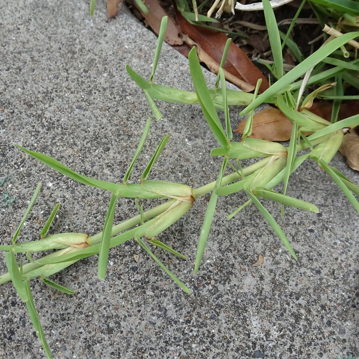 St. Augustinegrass grass, Blunt, boat-shaped blade tip on a constricted collar