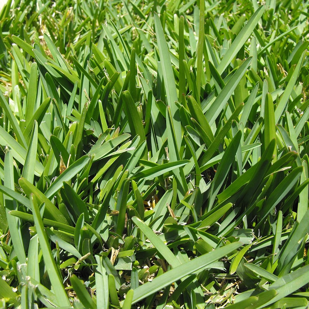 St. Augustinegrass grass, Wide, flat blades