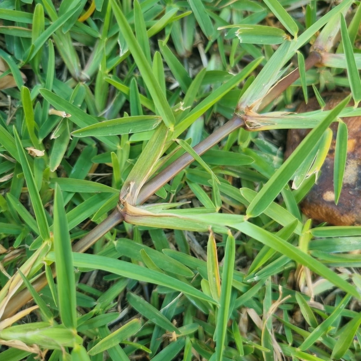 Reference photo of St. Augustinegrass, Established lawn