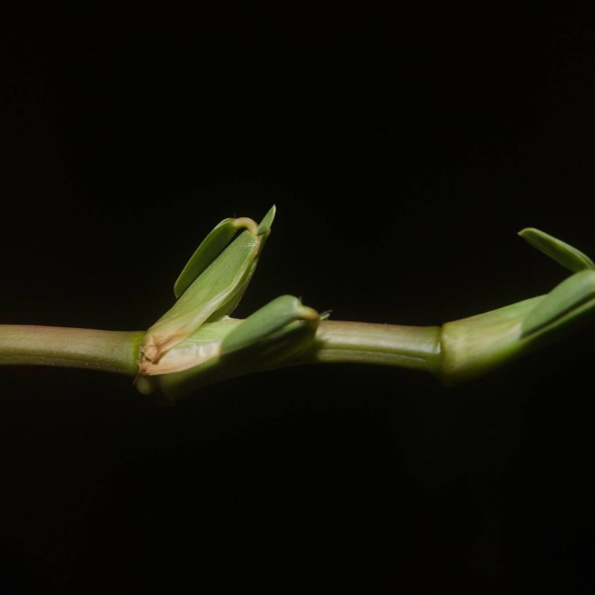 St. Augustinegrass grass, Stolon, one compressed sheath per node