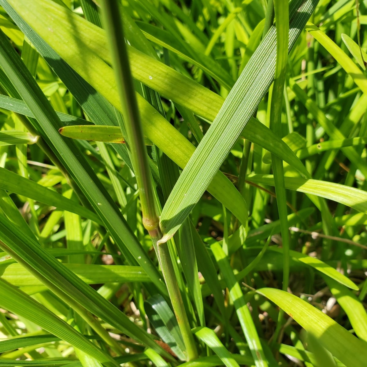 Photo by Alex Zorach on iNaturalist (CC BY 4.0) Tall Fescue grass, Prominent ribbed veins on a coarse blade