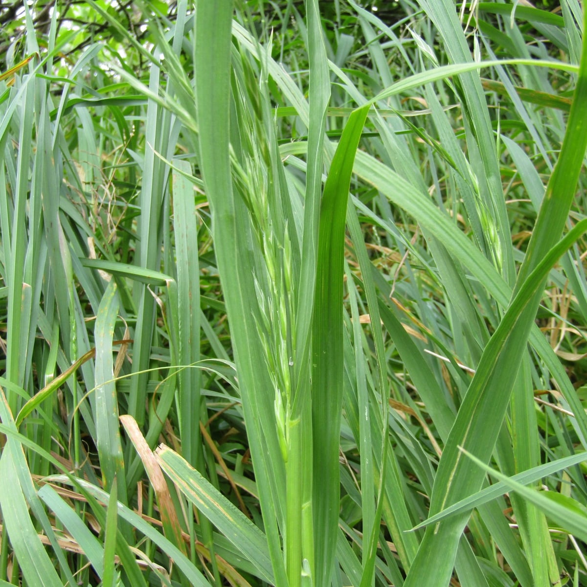 Photo by wild_wind, cropped on iNaturalist (CC BY 4.0) Coarse, ribbed tall fescue blades