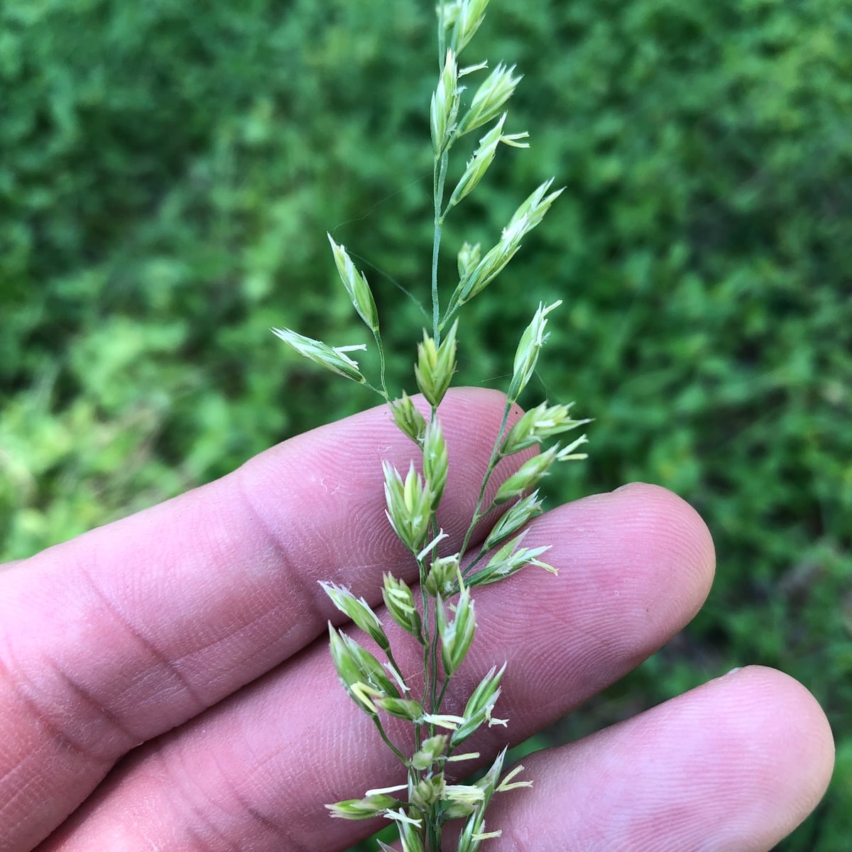 Photo by Sam Kieschnick on iNaturalist (CC BY 4.0) Tall Fescue grass, Seed head, branched panicle