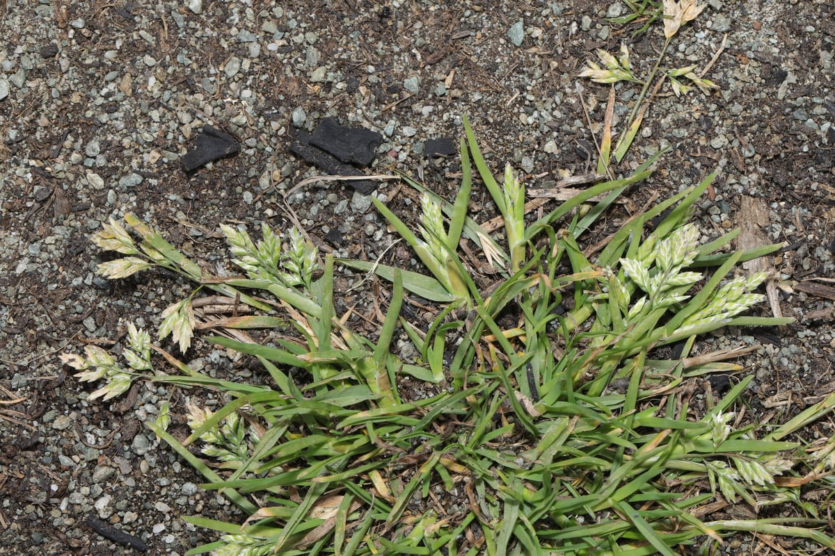 Photo by Stephen James McWilliam on iNaturalist (CC0) Annual bluegrass tufts with pale seed heads, a common creeping bentgrass lookalike