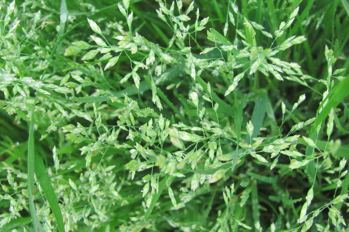 A dense clump of annual bluegrass in flower with pale seed heads covering the plant