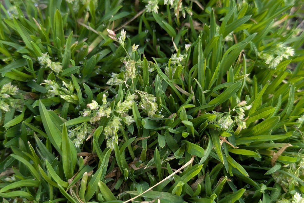 Annual bluegrass seeding at mowing height inside a lawn