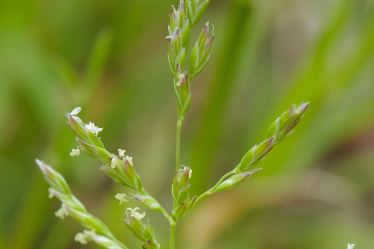Close view of an annual bluegrass seed head with spikelets on spreading branches
