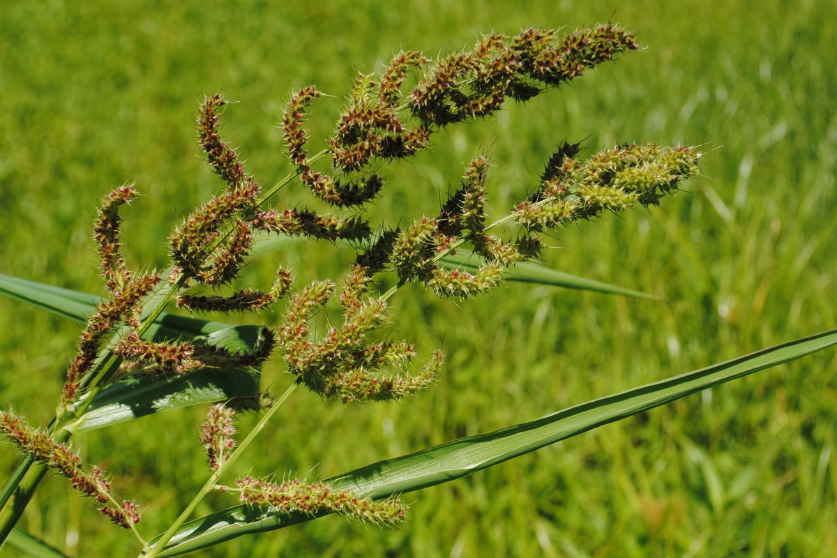 Barnyardgrass seed head with branched bristly clusters, the most common foxtail lookalike