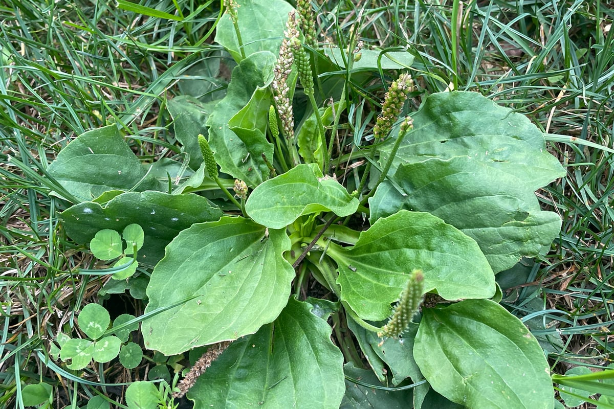 Photo by Emily Langdon-Lassagne on iNaturalist (CC0) A broadleaf plantain rosette with seed spikes growing in a mowed lawn