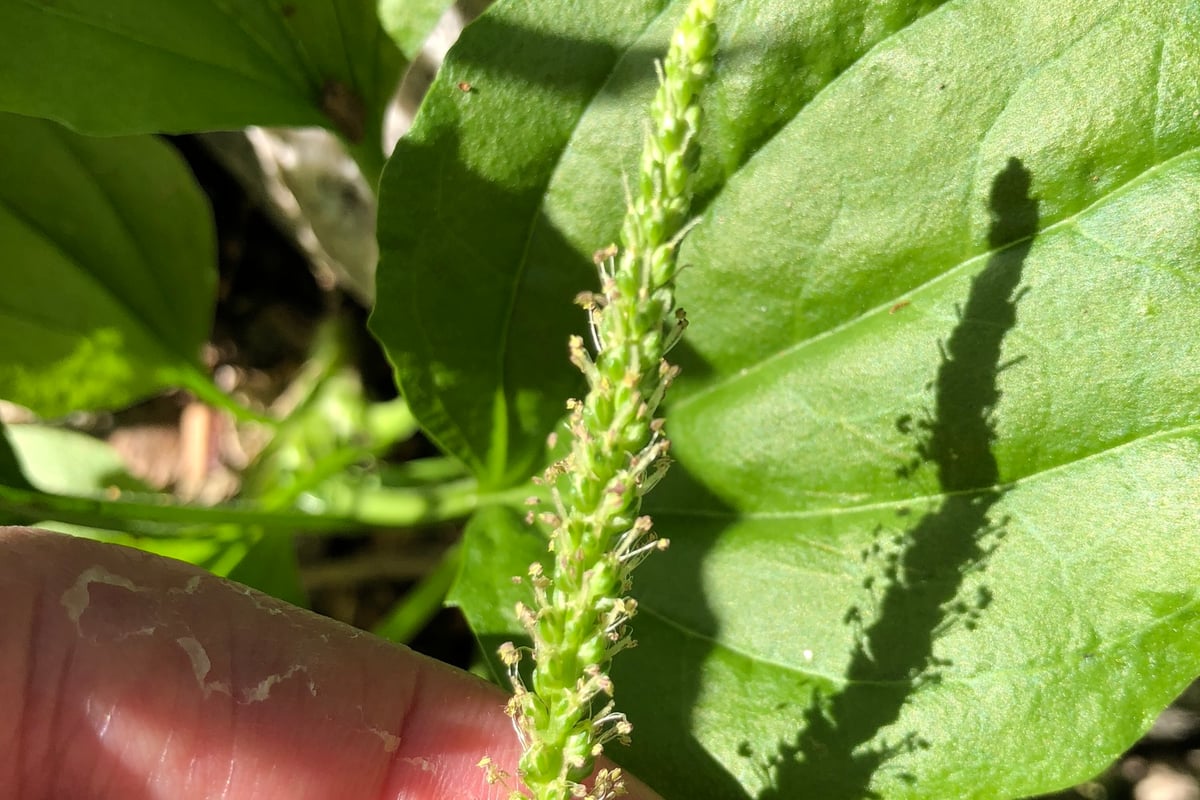 Photo by Andrew Garn on iNaturalist (CC BY 4.0) Close view of a broadleaf plantain leaf showing parallel veins beside a green seed spike