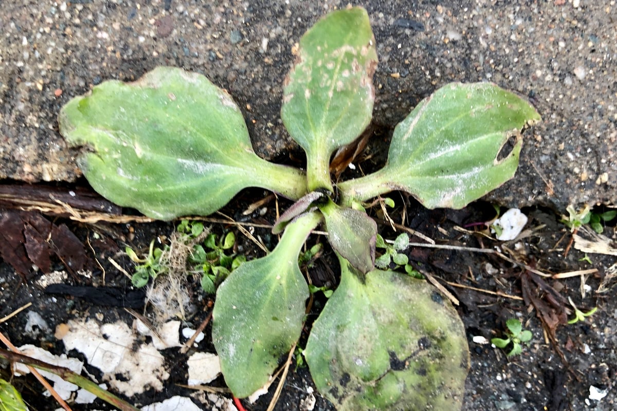 Photo by Jamie VanBuskirk on iNaturalist (CC BY 4.0) A broadleaf plantain rosette viewed from above with oval leaves spreading flat