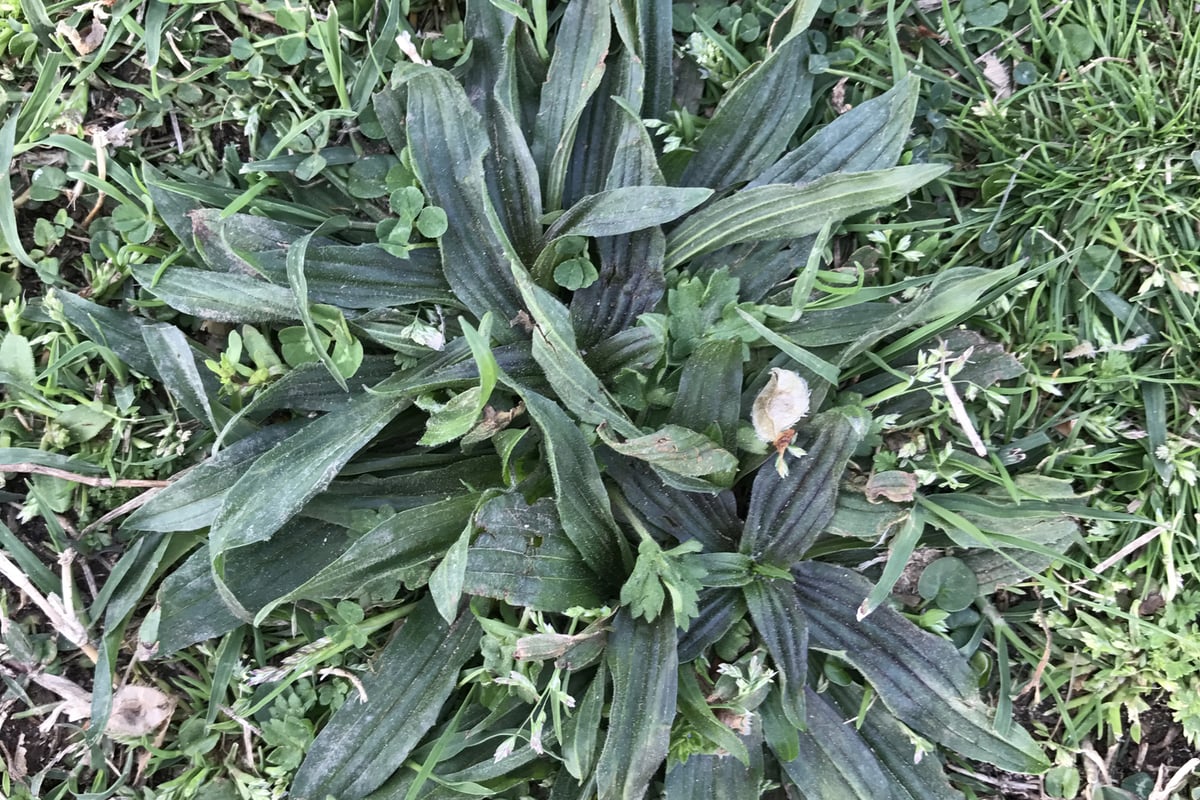 Photo by John Fones on iNaturalist (CC0) A buckhorn plantain rosette with narrow lance-shaped leaves in turf, the most common broadleaf plantain lookalike