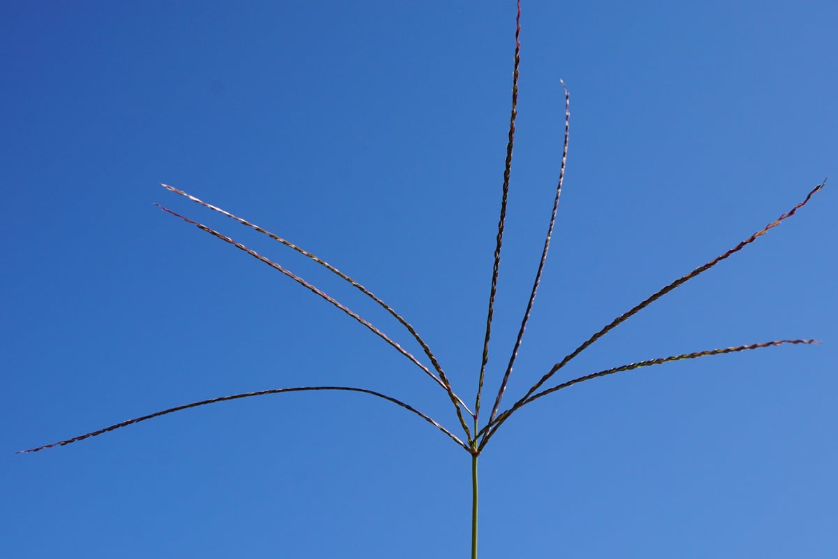 Crabgrass seed head with finger-like spikes spreading from the stem tip against the sky