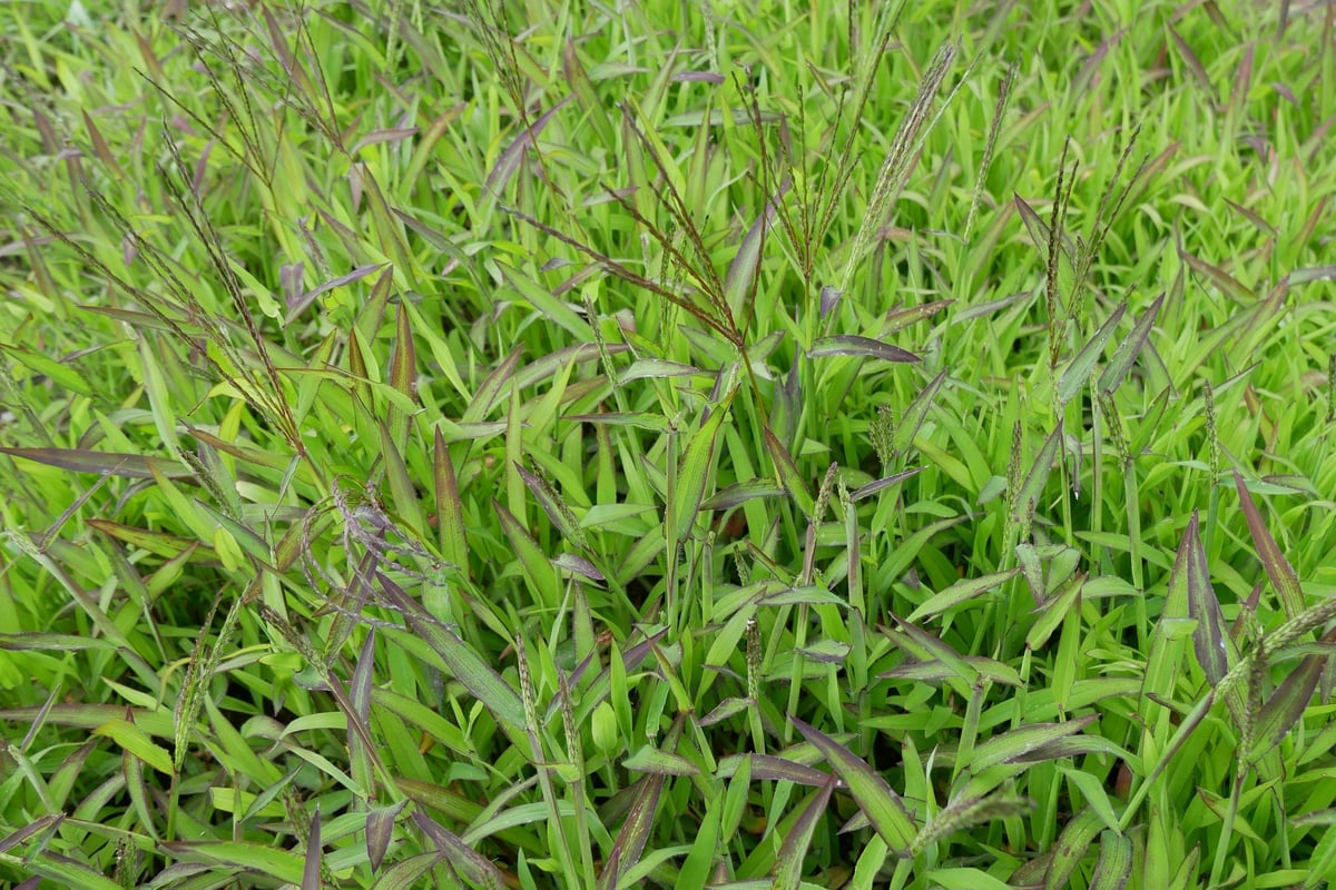 Crabgrass seed heads mixed through green lawn grass